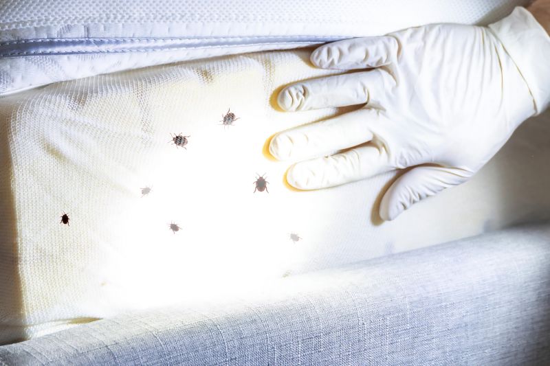 Bed Bug Inspection Service