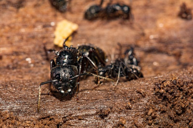 Black Ant Extermination