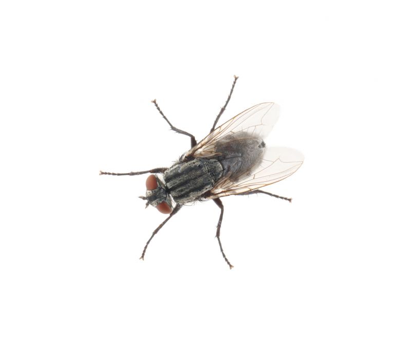 Fly Extermination