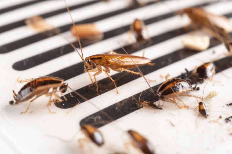 Health Risks Associated With Cockroaches Indoors