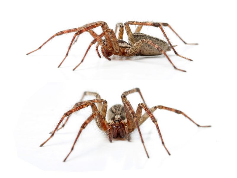 Hobo Spider Removal