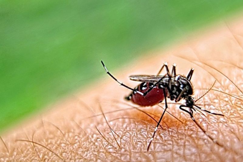 Mosquito Control Service