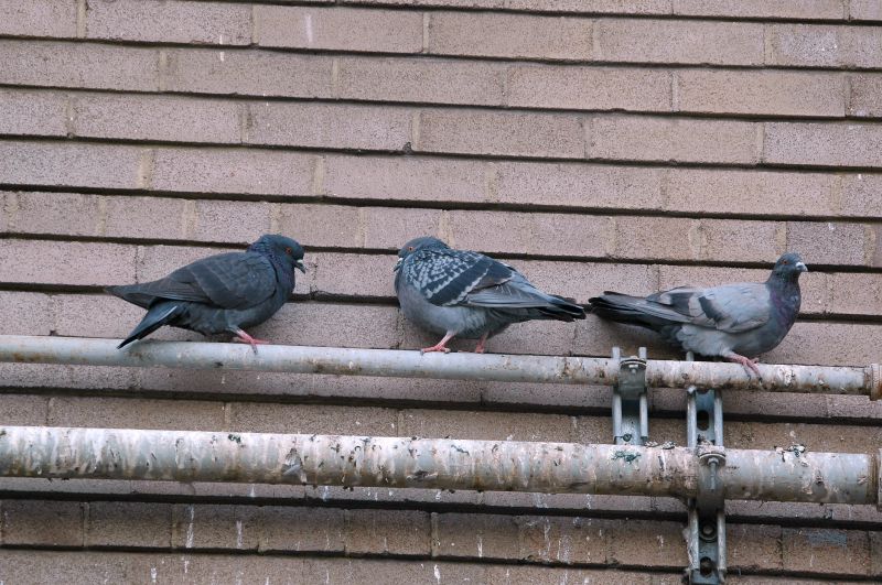 Pigeon Barrier Installation