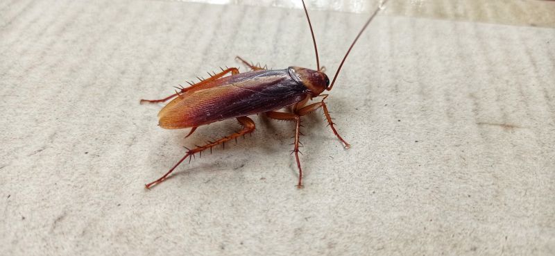 Signs You Have A Roach Infestation In Your Home Or Business