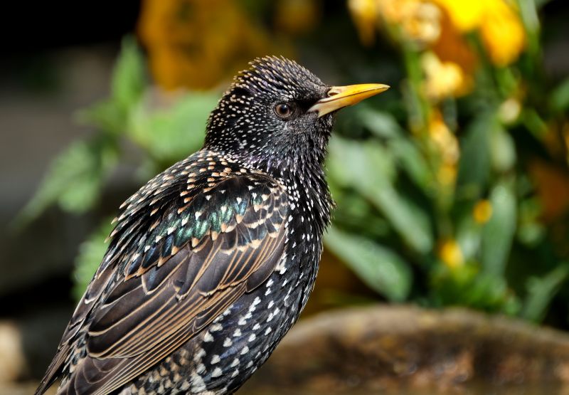 Starling Removal