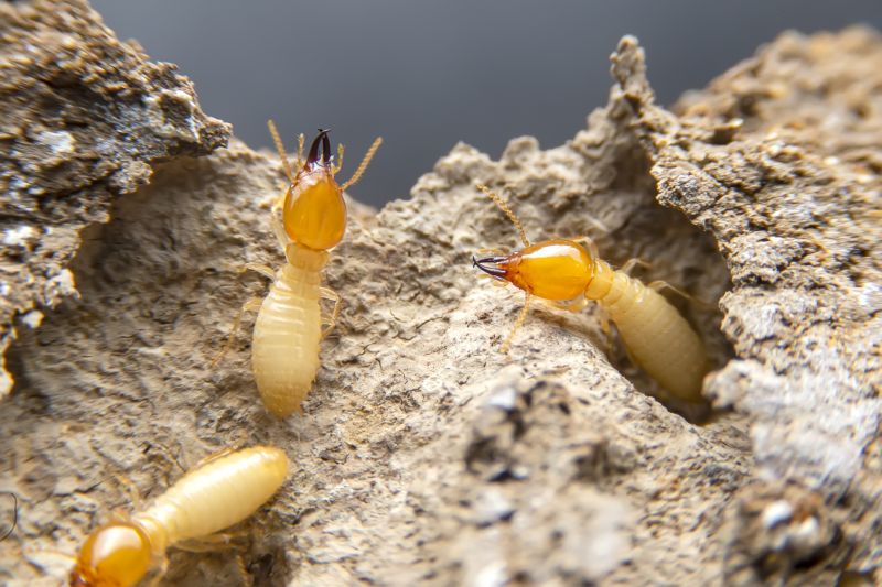 Termite Inspection Service