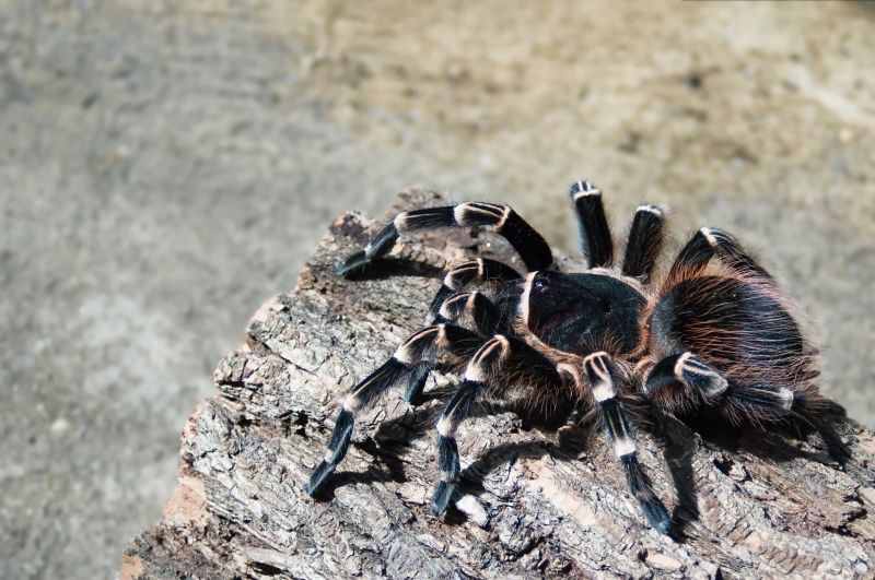 Trapdoor Spider Extermination