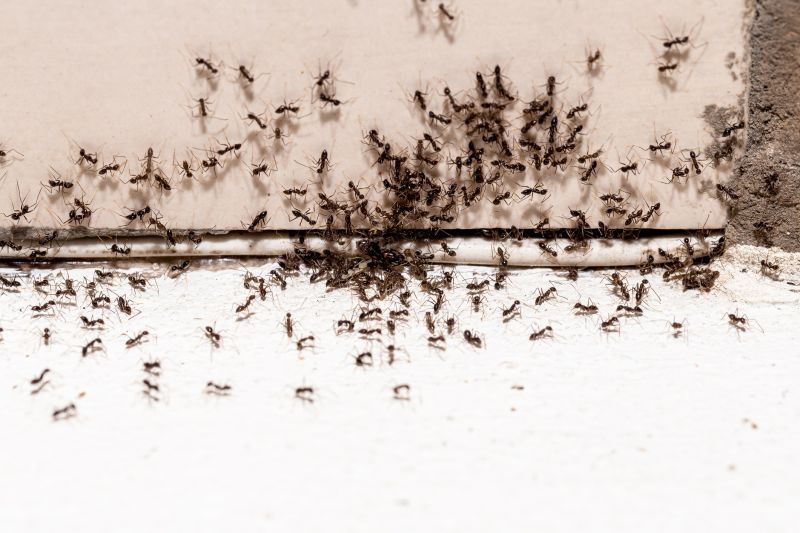Why Ant Infestations Keep Returning Without Professional Treatment